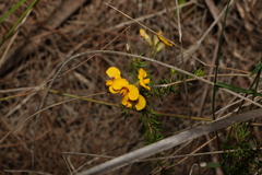Dillwynia floribunda