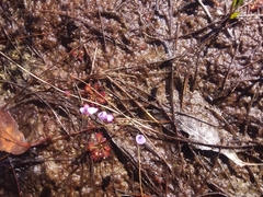 Utricularia lateriflora