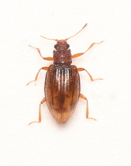 Stephostethus lardarius