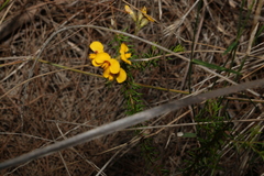 Dillwynia floribunda