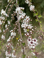 Kunzea ambigua