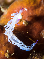 Pteraeolidia semperi