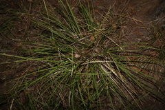 Lomandra laxa