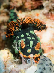 Nembrotha kubaryana