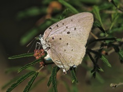 Pseudolycaena marsyas