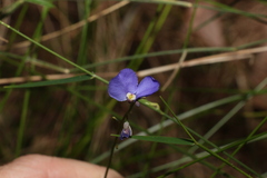 Comesperma sphaerocarpum