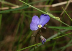 Comesperma sphaerocarpum