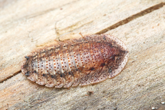 Perisphaerinae