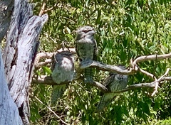 Podargus strigoides strigoides