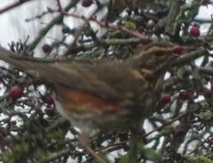 Turdus iliacus