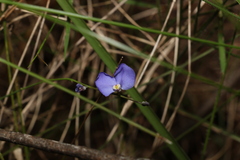 Comesperma sphaerocarpum