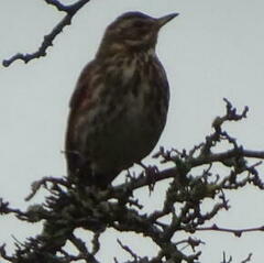 Turdus iliacus