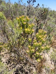 Leucadendron lanigerum lanigerum