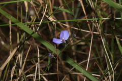 Comesperma sphaerocarpum