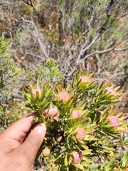 Leucadendron lanigerum lanigerum