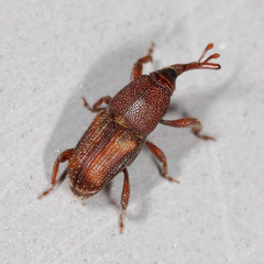 Sitophilus oryzae
