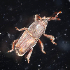 Sitophilus oryzae