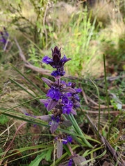 Ajuga australis