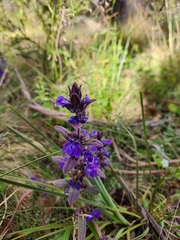 Ajuga australis