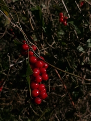 Smilax aspera