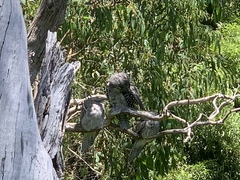 Podargus strigoides strigoides