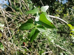 Smilax aspera