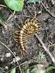 Ethmostigmus rubripes