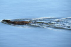 Hydromys chrysogaster