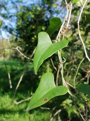 Smilax aspera