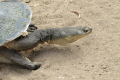 Chelodina expansa