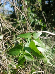 Smilax aspera