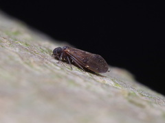 Peripsocidae