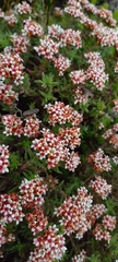Crassula pruinosa