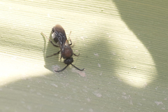 Ronisia