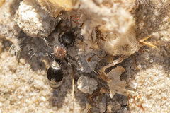 Stenomutilla collaris