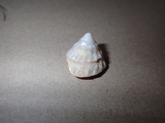 Astralium tentoriiforme