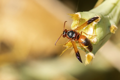 Rhynchium oculatum