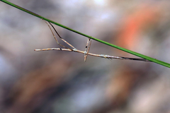 Ctenomorpha marginipennis