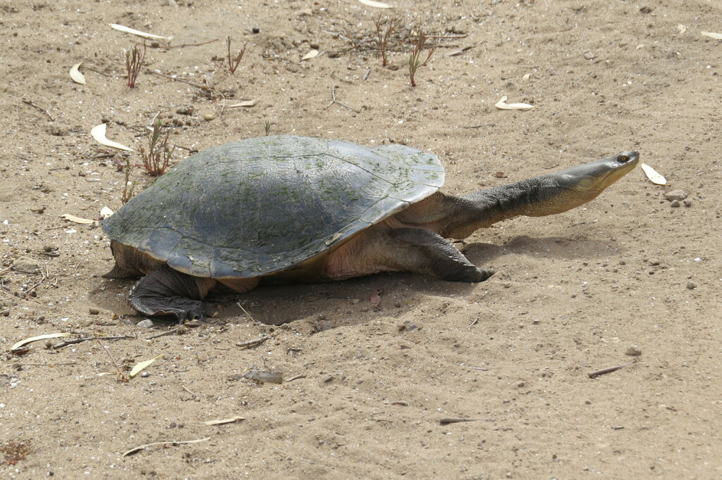 Broad-Shelled Turtle in March 2019 by HeatherB · iNaturalist