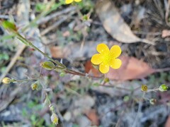 Hypericum gramineum