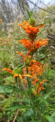 Leonotis leonurus