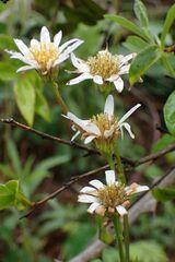 Afroaster serrulatus