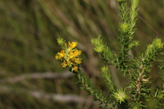 Phyllota phylicoides