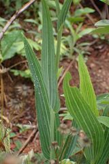 Afroaster serrulatus
