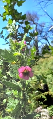 Anisodontea