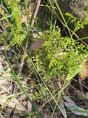 Lindsaea microphylla