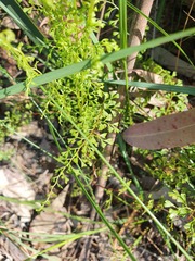 Lindsaea microphylla