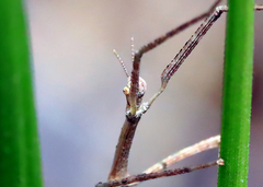 Ctenomorpha marginipennis