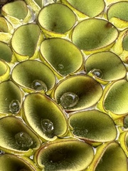 Salvinia cucullata