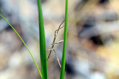 Ctenomorpha marginipennis